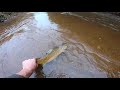 fall centerpin fishing for browns and monster salmon