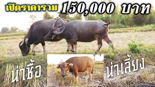 เปิดราคาควายแม่ลูกสามตัว 150,000 บาทน่าซื้อไปเลี้ยงขยายคอก ติดต่อแม่ป๊อกโทร 0616937822 by อีสานรีวิว