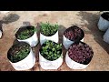 how to grow amaranth greens at home how to grow leafy vegetables home gardening ideas