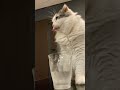 コップで水を飲むねこ cat drinking water with a glass