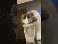 コップで水を飲むねこ cat drinking water with a glass