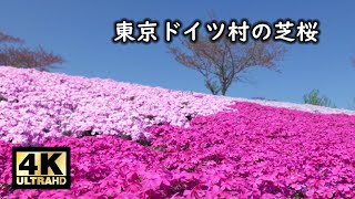 東京ドイツ村の芝桜 2023