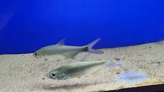 My Konkan trip-#Ratnagiri Marine Fish Museum#Konkan #Best place to visit near Ganapatipule