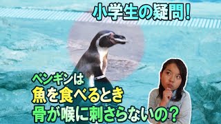 【小学生の疑問！】ペンギンは魚を食べるとき骨が喉に刺さらないの？