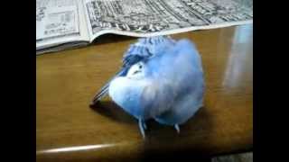 羽を抜いて落とすセキセイインコのめいこちゃん　budgie