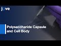 Polysaccharide Capsule and Cell Body of Baterial Species Measurement | Protocol Preview