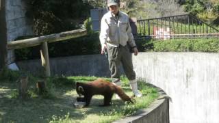 2017安佐動物公園　毎日動物解説レッサーパンダ編