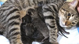 【閲覧注意】保護猫ララの5匹の子猫の出産シーンの全貌【見守りカメラの映像】