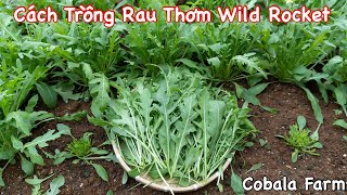 Cách Trồng Rau Thơm Wild Rocket, Xà Lách Rocket Thu Hoạch Sau 40 Ngày