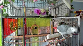 (Live)송아지~송아지~얼룩송아지~ [youtubird][앵무새똘이] Korean-gray parrot [K-parrot]