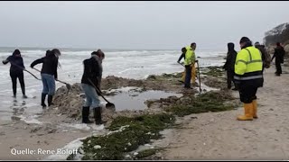 Sensationeller Fund: historischer Einbaum am Darßer Weststrand freigespühlt