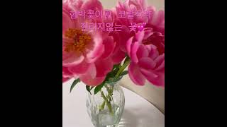 함박꽃 코랄작약 작약 만개 #루담하우스 #꽃다발 #꽃배송 #생화 #생화꽃다발 #꽃선물 #flower #화병 #작약꽃 #봄꽃