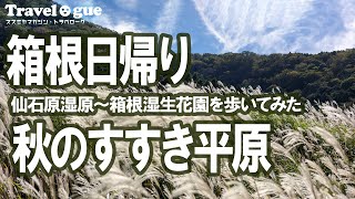 《秋の箱根日帰り》 仙石原すすき草原はもうすぐ見頃　#仙石原すすき草原 #仙石原湿原 #箱根湿生花園 #強羅公園