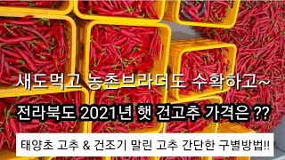 2021년 전라북도 햇 건고추 가격은?? (태양초 고추 건조기 고추 간단한 구별방법)