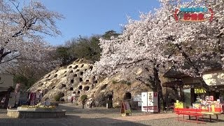 埼玉県名所巡り－彩情景 「吉見百穴」 / Tour attractions in Saitama Prefecture. \