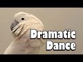 Dramatic Dance - Max The Moluccan Cockatoo Performs An Interpretive Dance