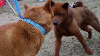 紀州犬(胡麻)　美濃柴犬ってご存知ですか　Do you know the Mino Shiba Inu?　知多之浦庵　撮影　2017/03/26  X-M1  Computar 35mm 2.8