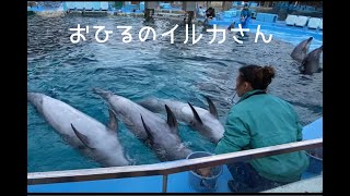 お昼のイルカさん　@名古屋港水族館