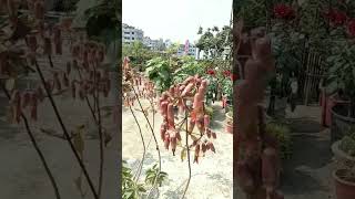 পাথরকুচি ফুল #flowers #garden #rooftop