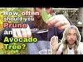 How Often Should You Prune Avocado Trees?