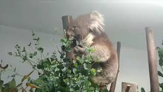 【天王寺動物園】アーク父ちゃんのイギリス生活