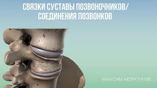 Связки и суставы позвонков/соединения позвонков