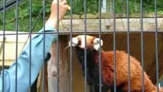 2018年7月24日 11:47 釧路市動物園 レッサーパンダ コキン コーアイの🍎パクパクタイム