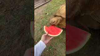tortoise eating watermelon 🍉 #tiktok #viral #latest #youtubeshorts #trending #shortsfeed #how #asmr