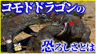 【ゆっくり解説】共食いで絶滅危機⁉人間も…⁉「コモドドラゴン」とは何者なのか？を解説/恐竜とは何が違う？毒を持つ⁉