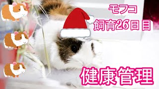 モルモット飼育初心者26日目　快適な環境づくりと健康チェック