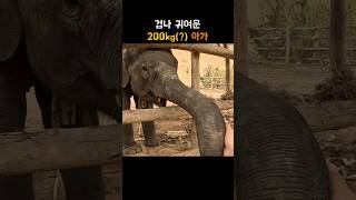 루앙프라방 코끼리 빌리지 방문기🐘🍌 #라오스 #여행 #루앙프라방 #코끼리 #동남아여행 아 #laos #travel #trip #asiatravel