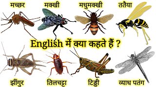 Insects Name with Picture | मच्छर, मक्खी, मधुमक्खी, ततैया, झींगुर, तिलचट्टा Ko English me kya kahte