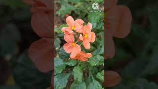 Kanakambaram of our Garden#Crissandra floWers#ytshorts