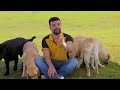 como funciona o treinamento de um cÃo guia