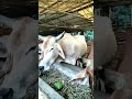 Cow eating time in Mayapur Goshala