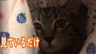 子猫を見ているだけｗ