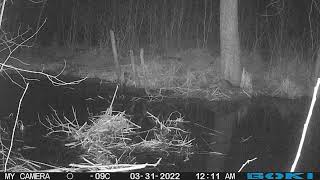 Bebrs un ūdrs (Beaver and otter ) Meža kameras (trail camera)