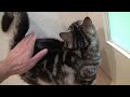 猫動画 猫の持ち方