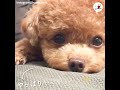 まだ眠りたくないワンコ🐶 「意地っ張り」なウトウトが…可愛すぎる😍✨ 【peco tv】