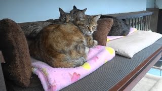 野良猫親子　雨の日は隠し部屋で過ごします