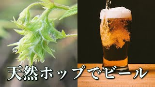 天然のホップでビールを作ればあのフルーツの味がした