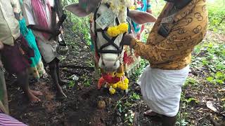 Ramanagara Jayapura Chamundeshwari Ammanavara Pavada Basavappa