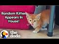 Woman Finds A Kitten With Broken Leg In Her House | The Dodo