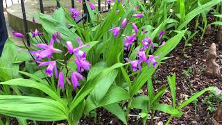 Plant Features: Ground Orchid