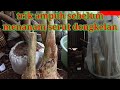 CARA MENANAM BAHAN BONSAI SERUT HASIL DONGKELAN