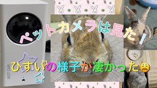 ペットカメラでうさぎの様子を見てみた【No.47】