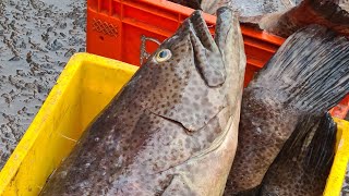 Kanhangad fish market