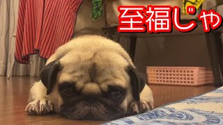 癒し犬パグ pugのぐう太　いびきをかきながら至福のかおで眠る