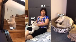 【七七和铲屎官】你們猜猜最後她們是在看啥電視？😂#貓