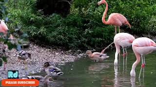 Flamingos | Pink Animals | flamingo birds | राजहंस पक्षी